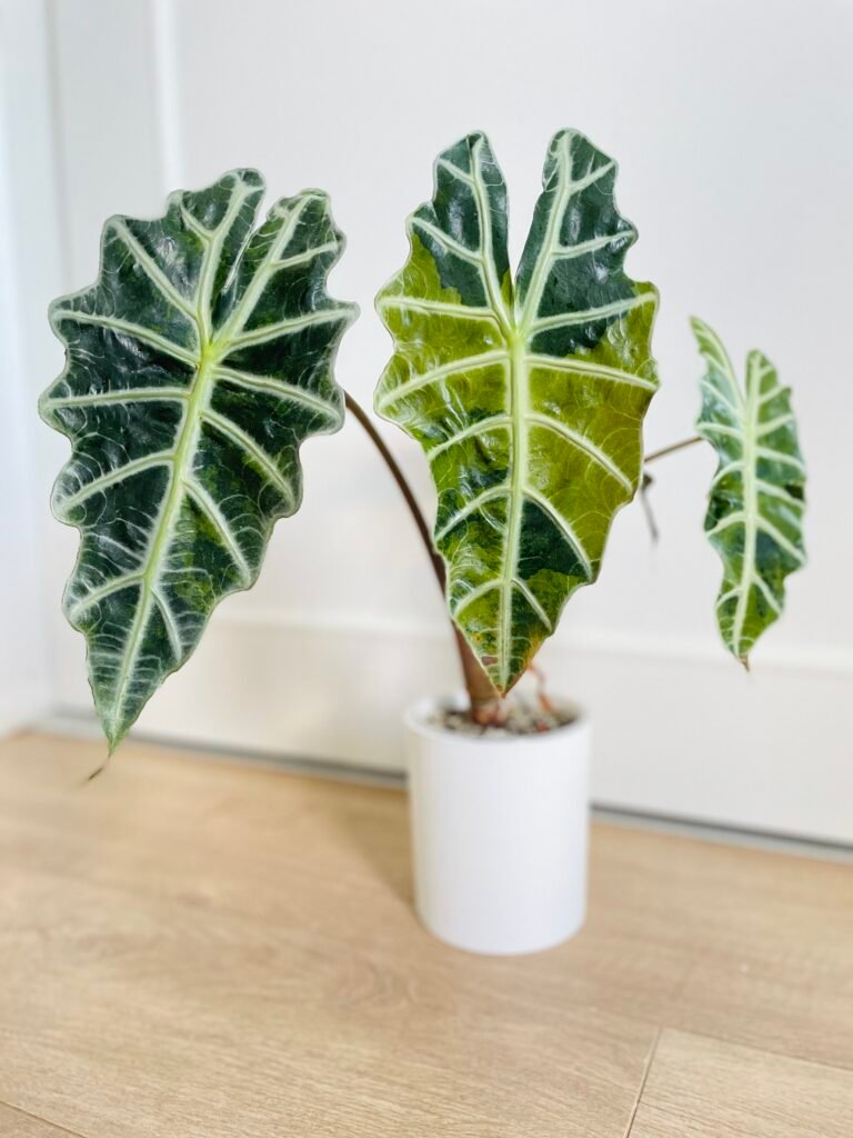 Alocasia Polly Aurea Variegata
