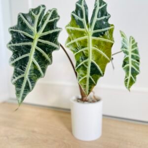 Alocasia Polly Aurea Variegata