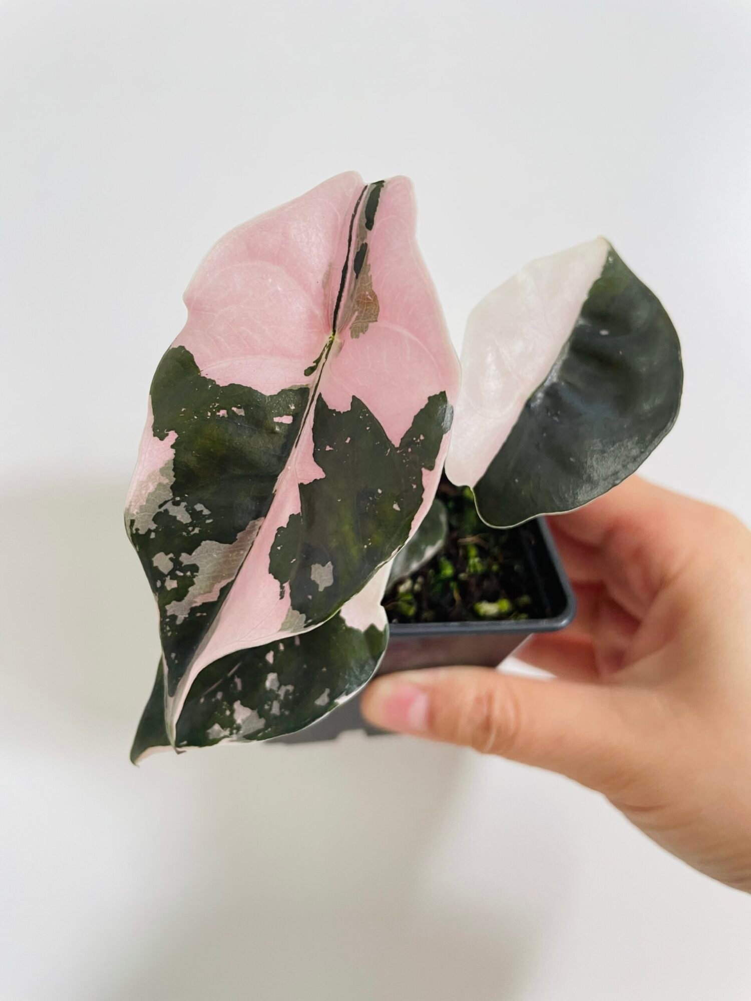 Alocasia Chantrieri Pink