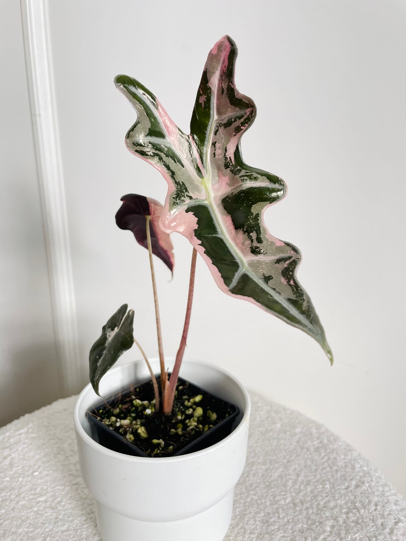 Alocasia Nobilis Pink