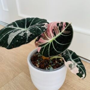 SOLD OUT - Alocasia Black Velvet Pink (small plants with 2-4 leaves)