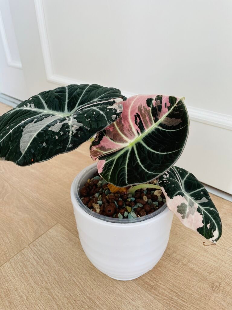 SOLD OUT - Alocasia Black Velvet Pink (small plants with 2-4 leaves)