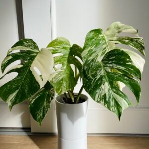 Variegated Monstera Albo