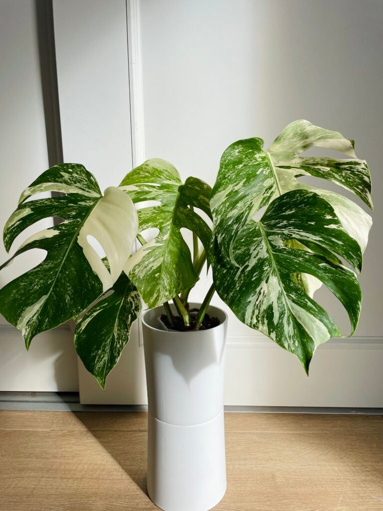 Variegated Monstera Albo
