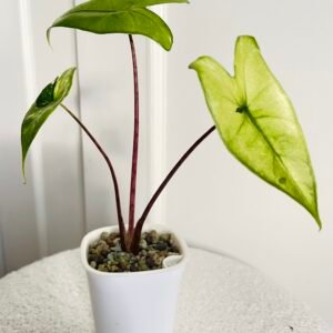 SOLD OUT- Alocasia Zebrina Black Stem Aurea