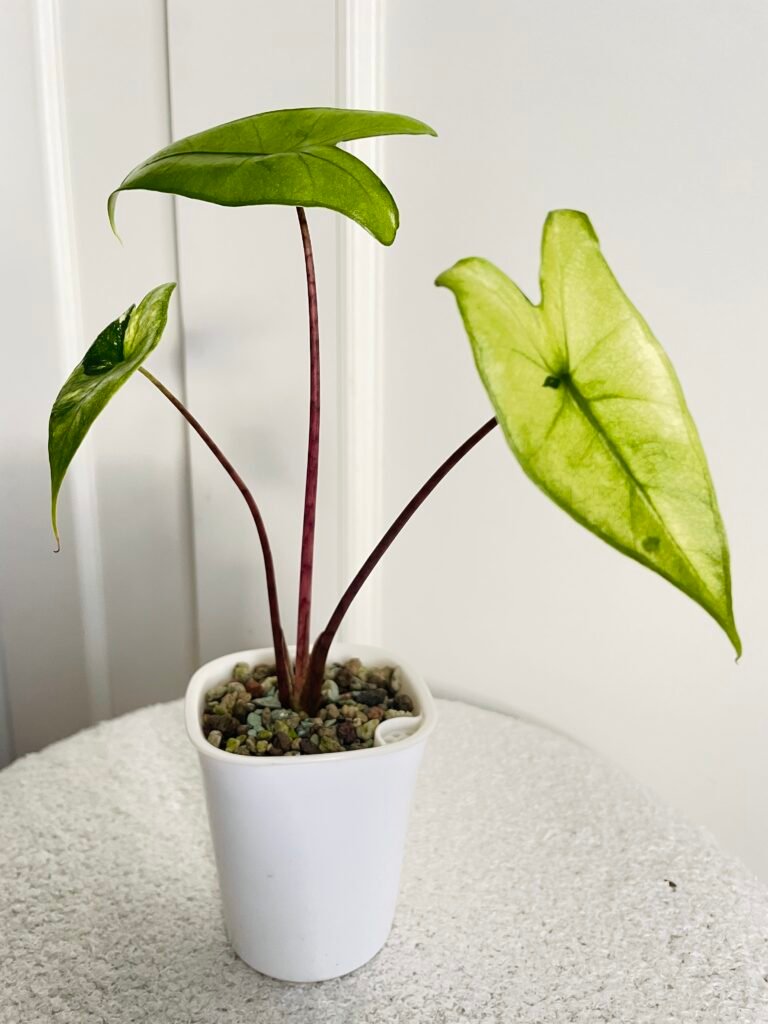 SOLD OUT- Alocasia Zebrina Black Stem Aurea
