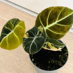Alocasia Black Velvet Aurea Variegata (small plants with 2-4 leaves)