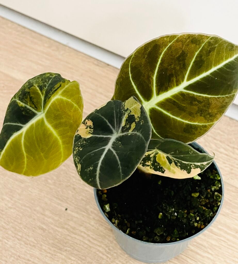 Alocasia Black Velvet Aurea Variegata (small plants with 2-4 leaves)
