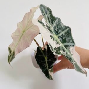 Alocasia Polly Pink Variegata