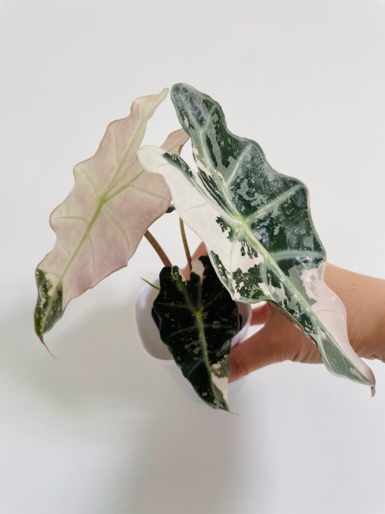 Alocasia Polly Pink Variegata