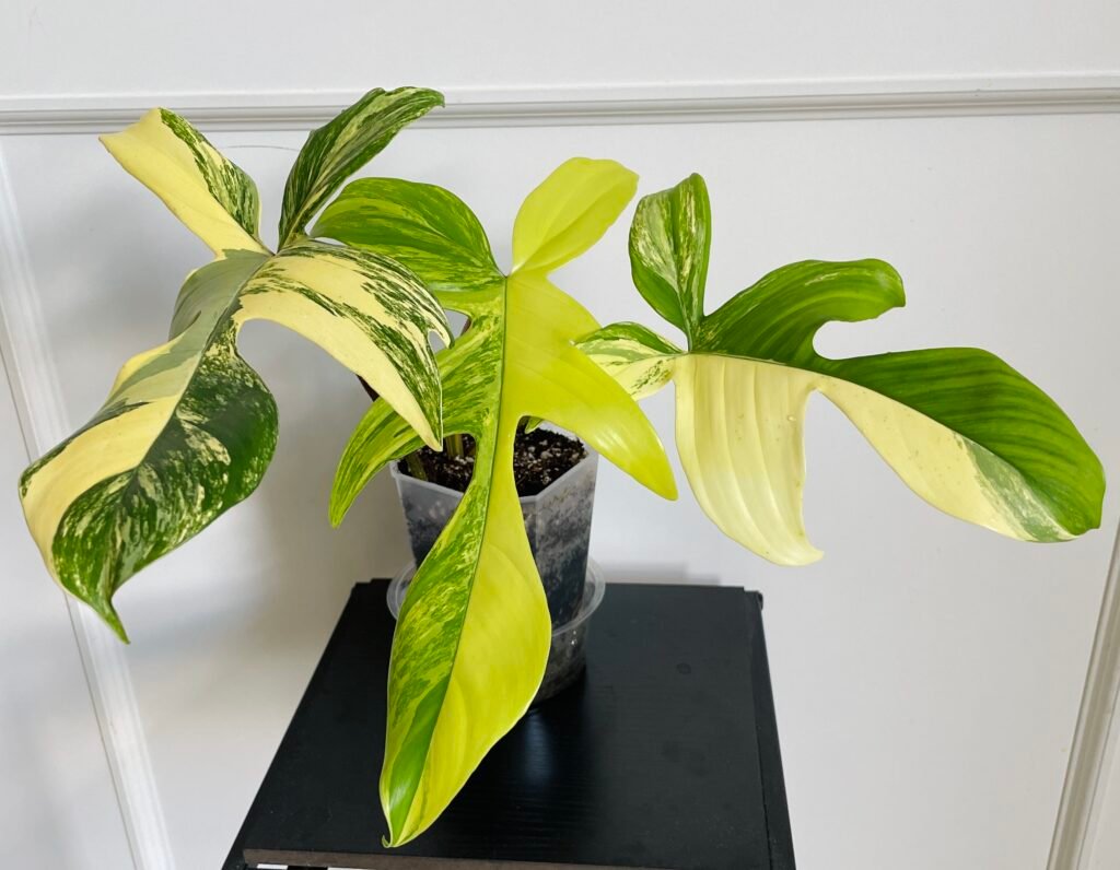 Philodendron Florida Beauty