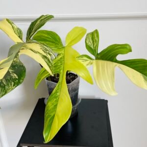 Philodendron Florida Beauty